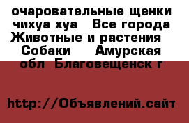 очаровательные щенки чихуа-хуа - Все города Животные и растения » Собаки   . Амурская обл.,Благовещенск г.